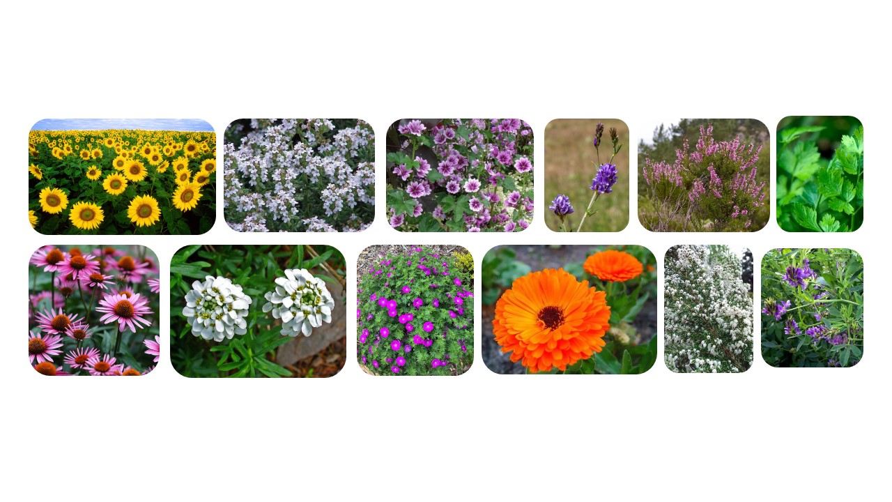 Plant species x Insect species IAAC BLOG