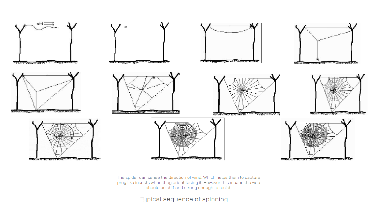 Spider Web Spinning - IAAC BLOG