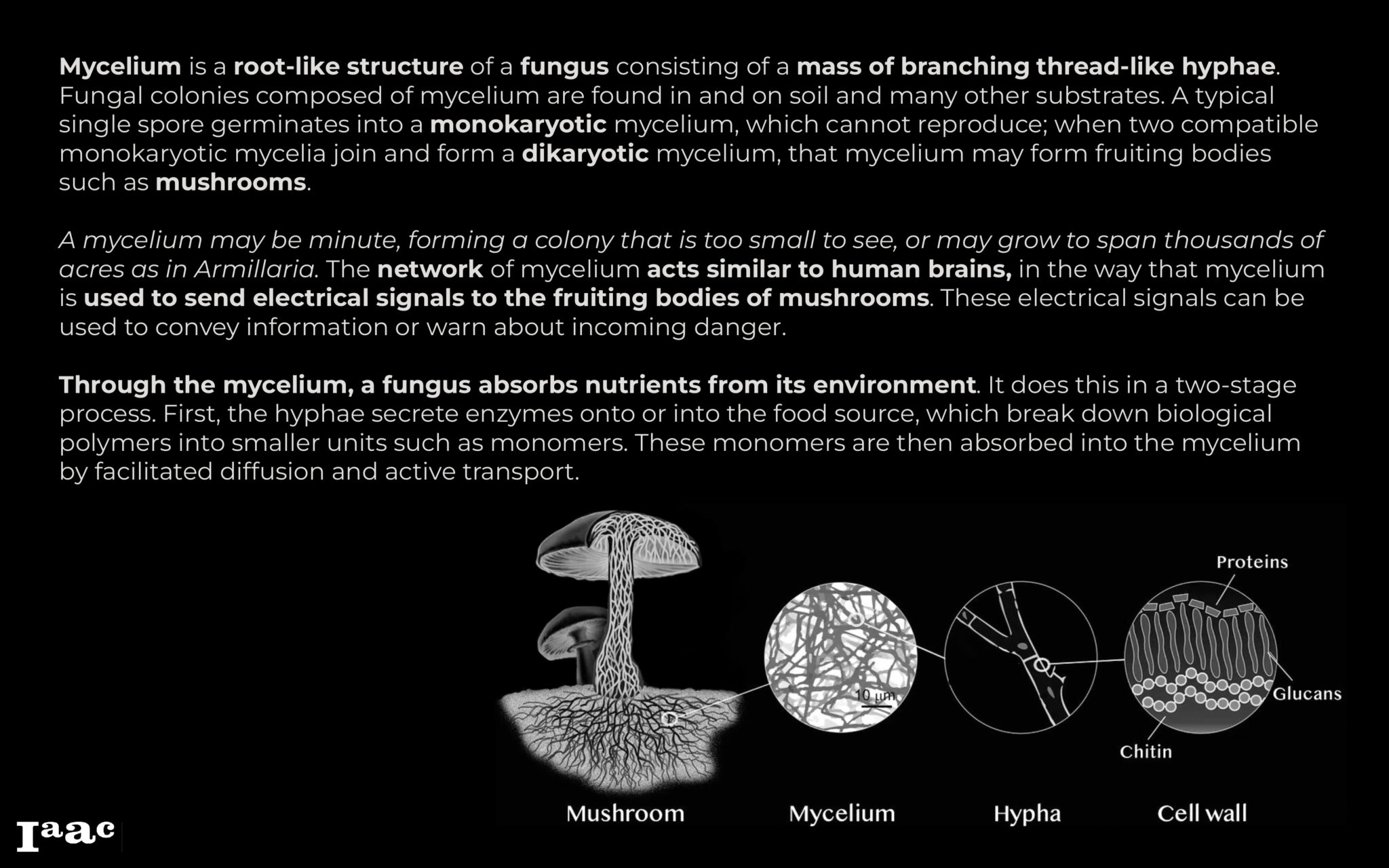 Mycelium networks iaac blog