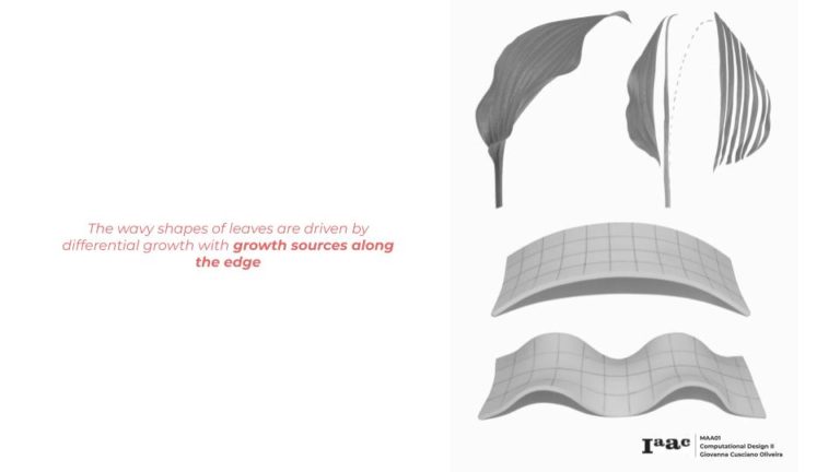 Plants Differential Growth – IAAC BLOG