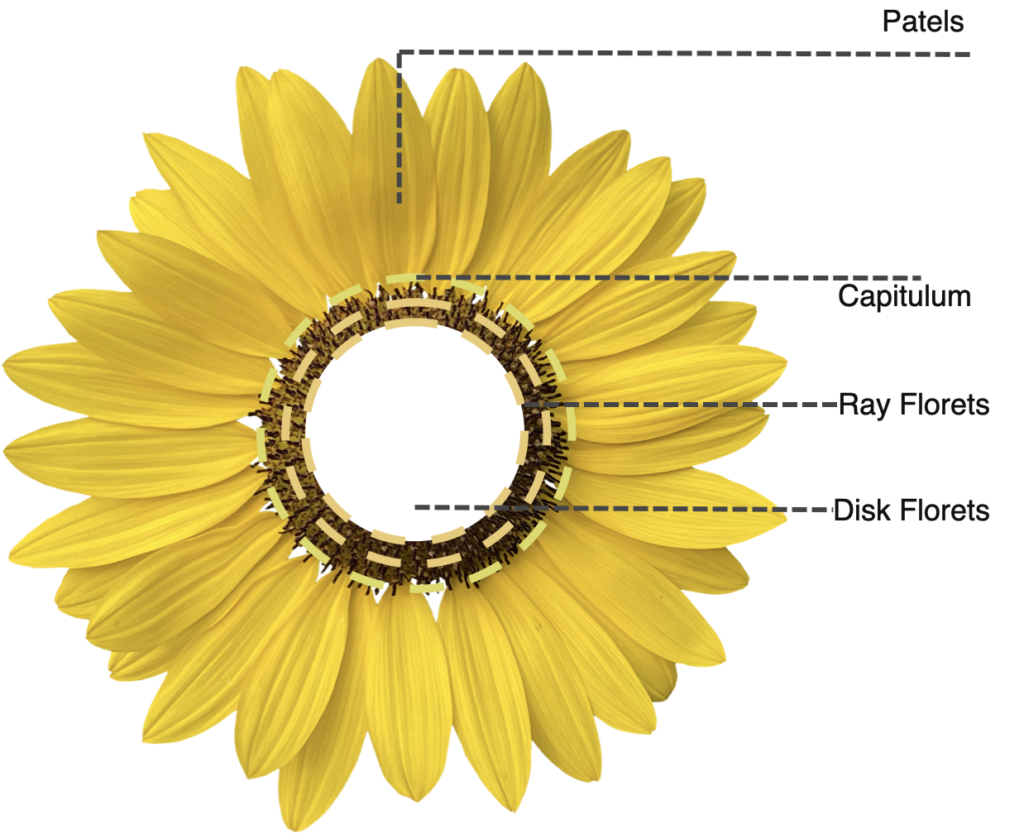 Exploring the golden ratio in Sunflower Seed Distribution - IAAC BLOG
